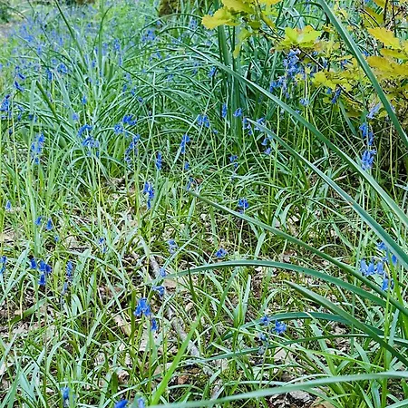 De L'etang Vieux